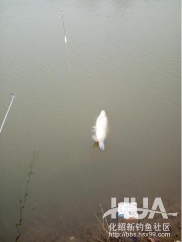 自制钓草鱼玉米必须要煮吗,发酵的玉米可以钓草鱼吗