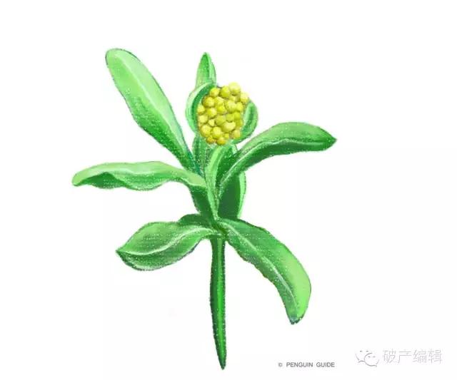 清明时最好吃的青团,清明团子咸蛋黄