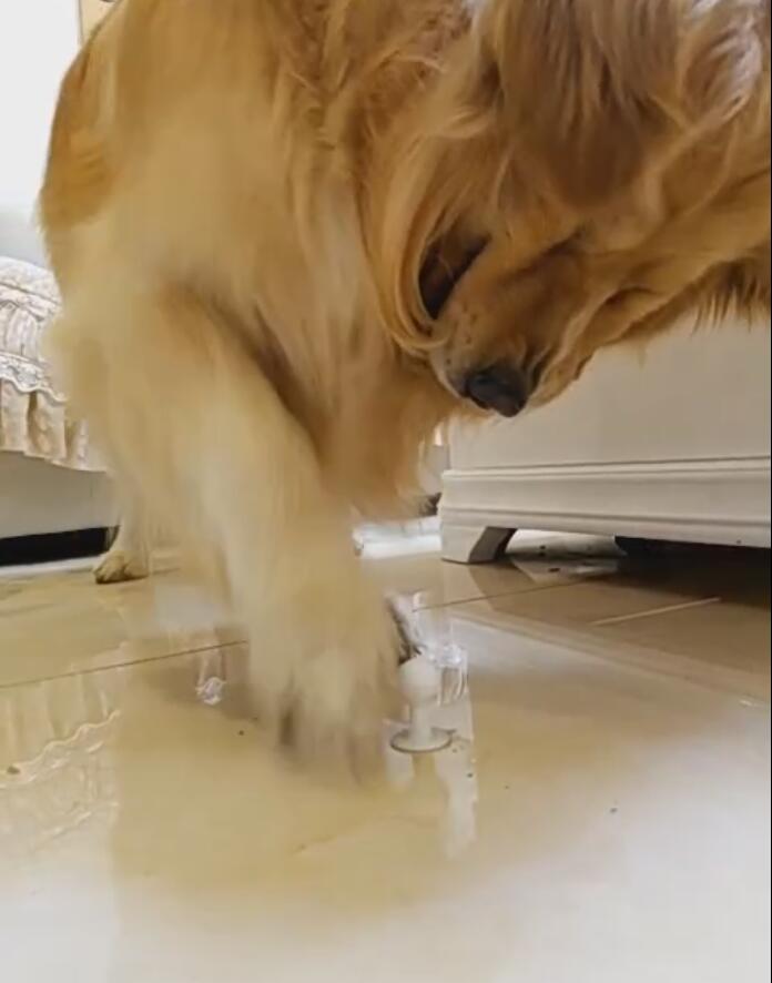 如何把金毛养肥,怎么才能把金毛养得肥一点