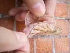 大连虾爬子几月开始吃,虾爬子几月好吃