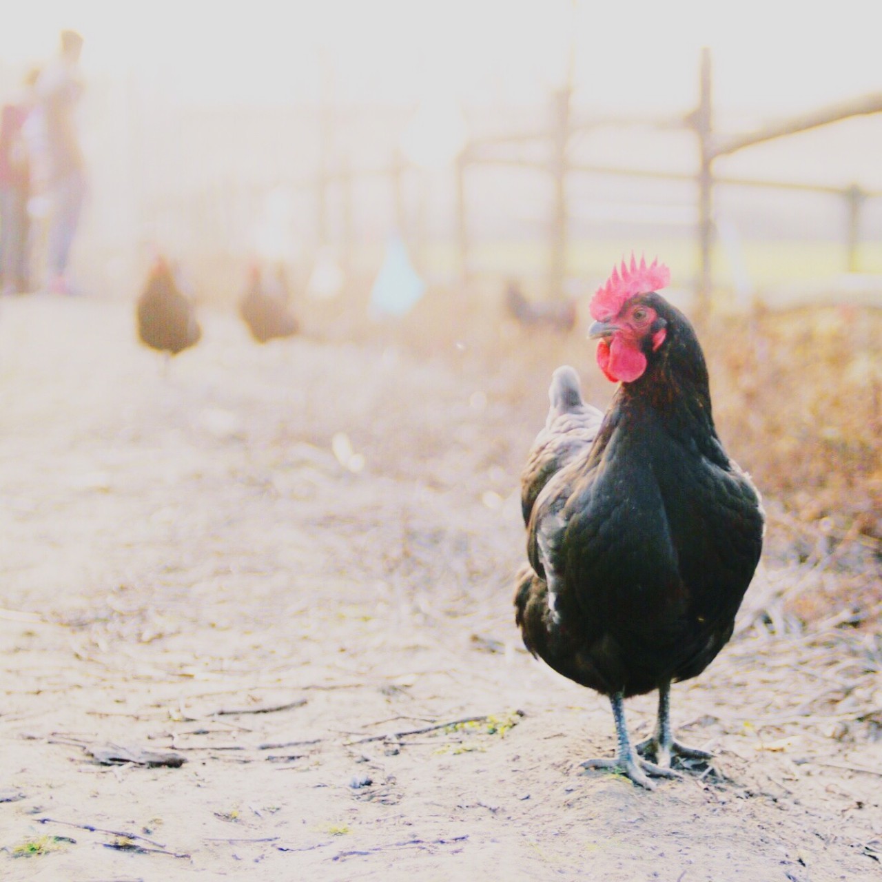 又到了动物们交配的季节，请站在宇宙中心用力呼唤爱！