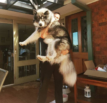 哈士奇、萨摩耶和阿拉斯加三合一，这混血无敌了！