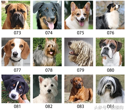 美国akc狗品种,akc品种的标准狗狗都有哪些