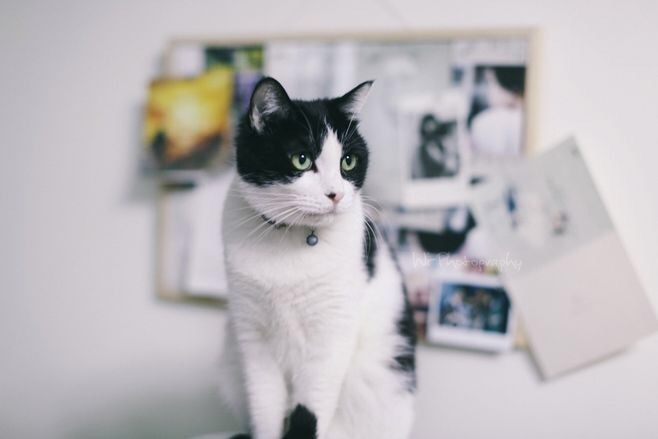 第一次养猫要注意什么,第一次养猫需要什么药