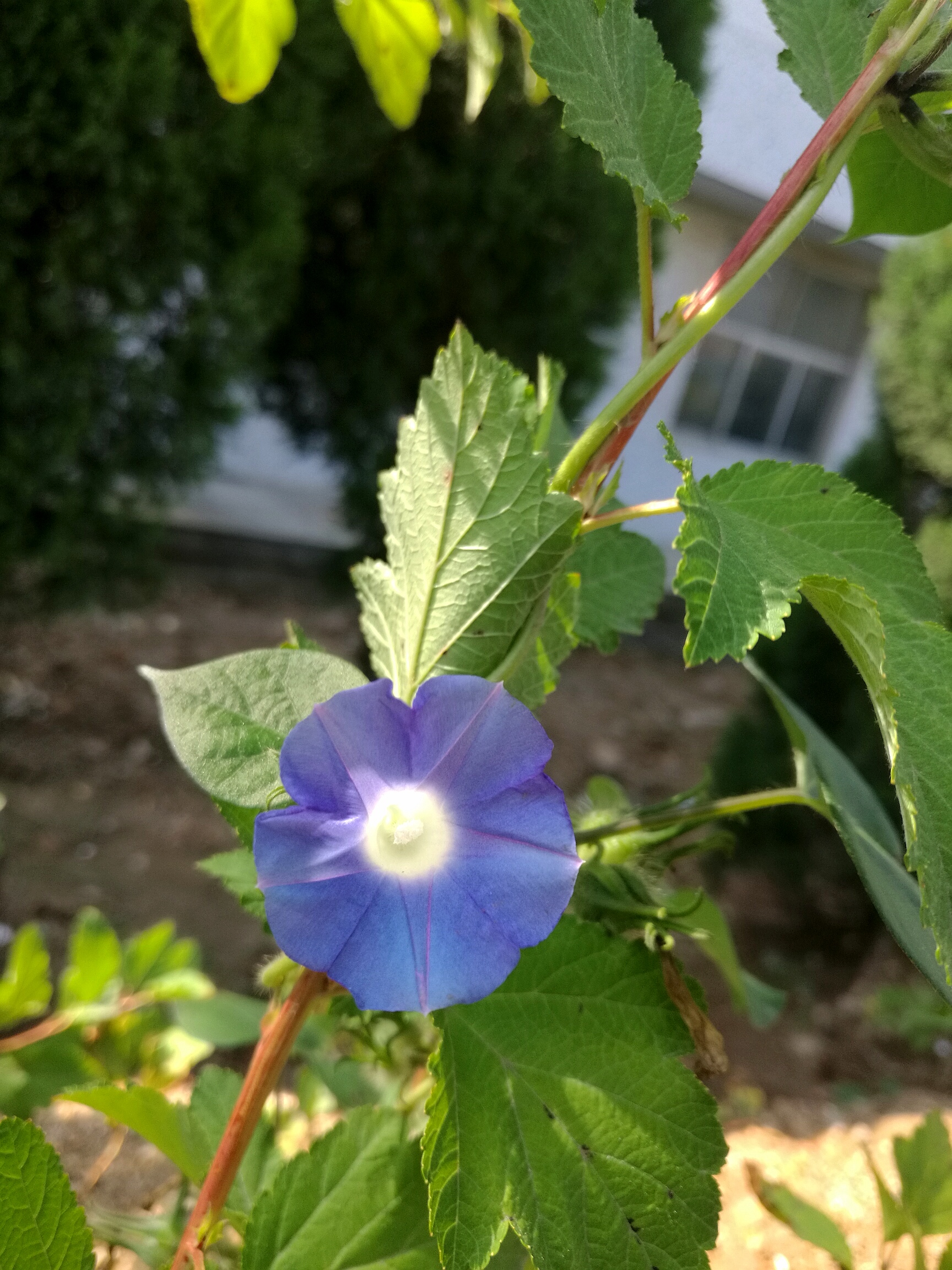 牵牛花有什么神奇之处,随处可见的牵牛花