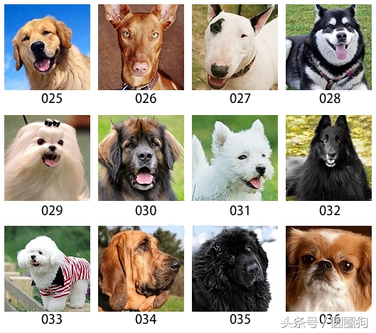 美国akc狗品种,akc品种的标准狗狗都有哪些