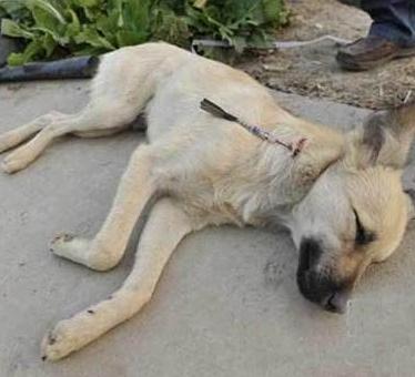 狗狗中暑症状和解救方法,狗狗中暑症状和处理方法