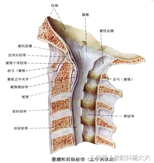 神经根型颈椎病能按摩引起腿麻吗,颈椎x片能确诊颈椎病吗