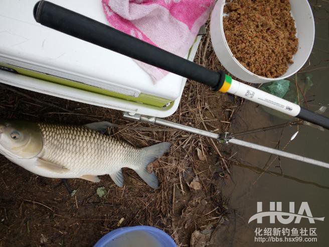 自制钓草鱼玉米必须要煮吗,发酵的玉米可以钓草鱼吗