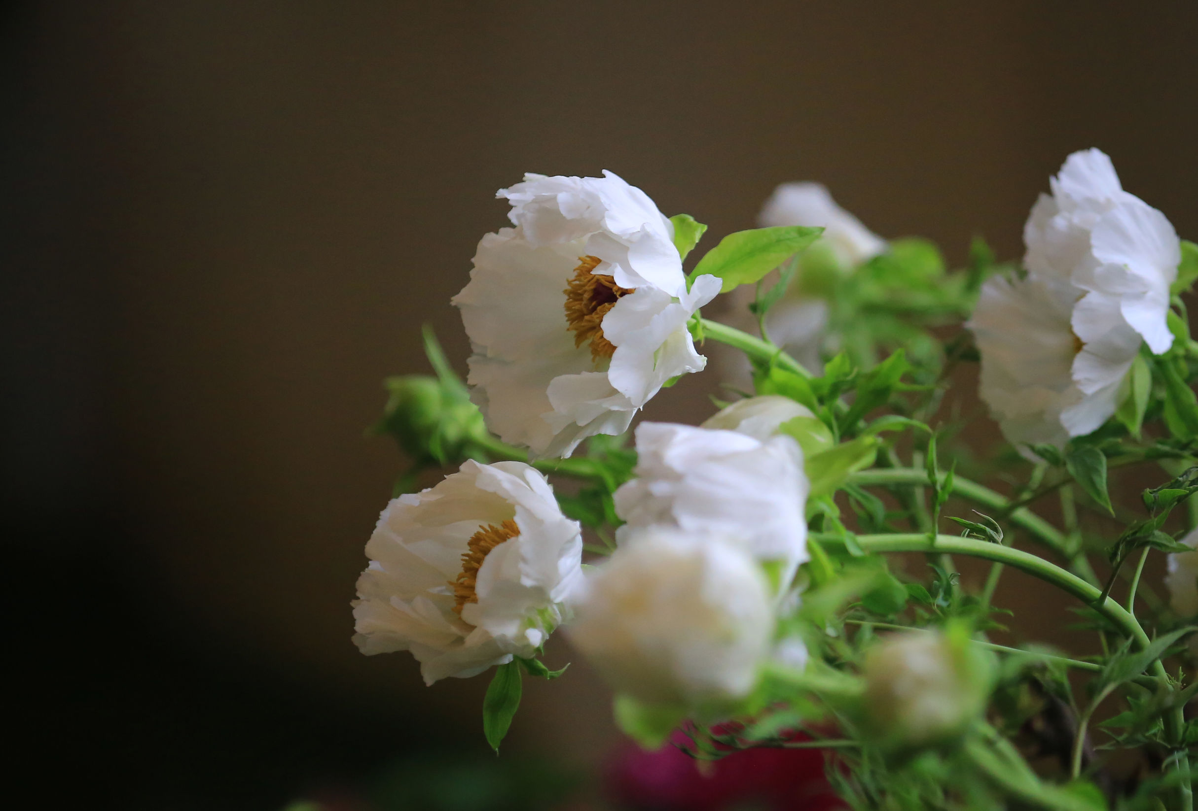 洛阳龙门牡丹园最美牡丹,洛阳国家牡丹园最独特的牡丹