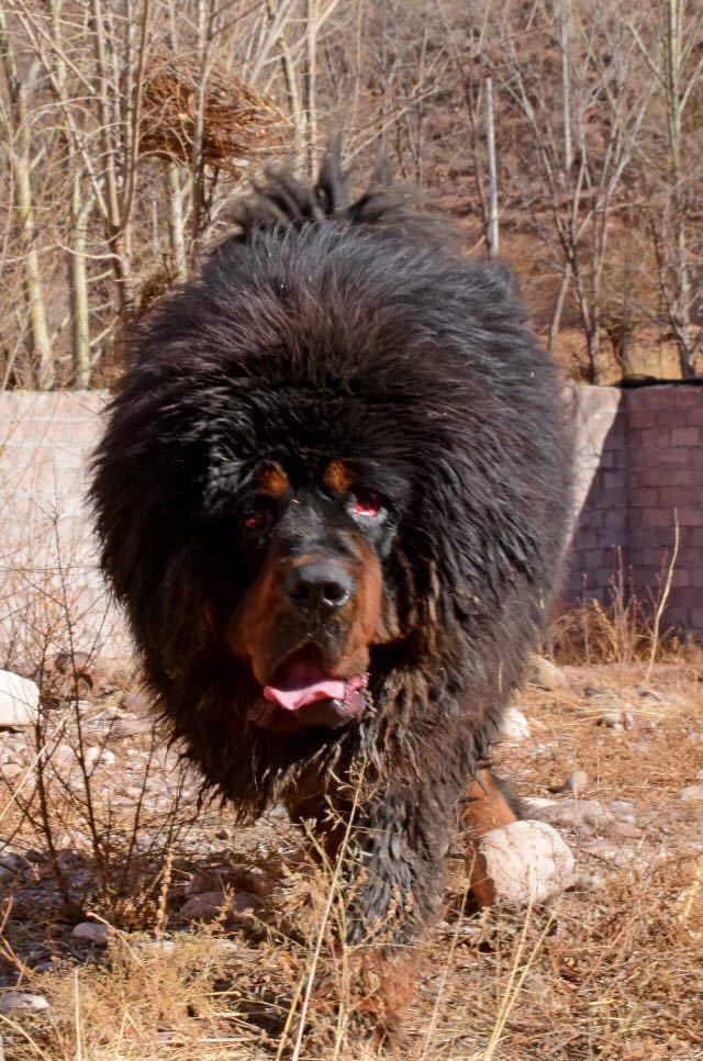 藏獒咬伤人它的主人怎么赔款,大型藏獒咬人赔偿标准