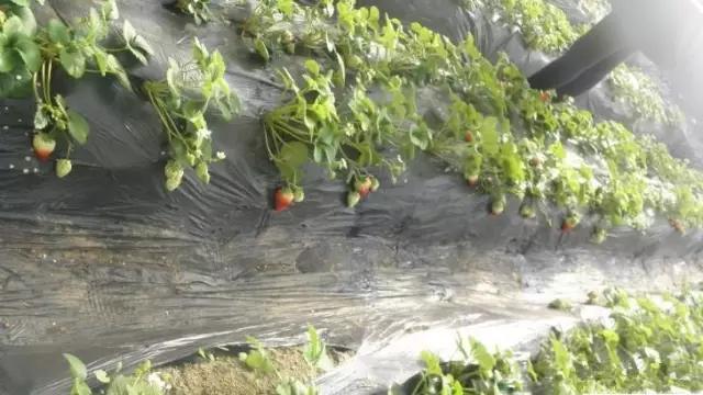 又到草莓时节,天津采摘草莓好又便宜的地方