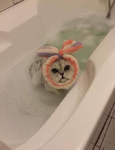 一只长眉毛的猫咪,一只八字眉的猫