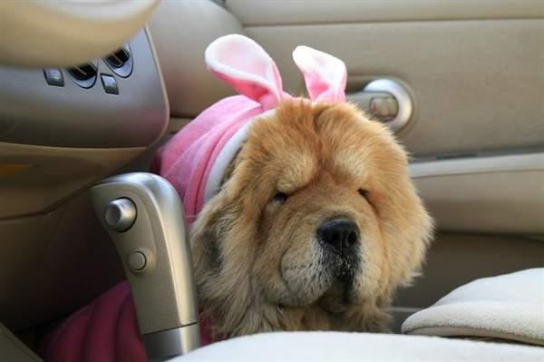 松狮犬可爱萌萌,呆萌可爱松狮犬