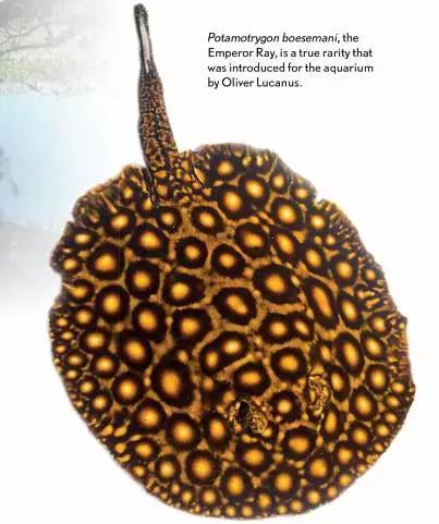 原生魟鱼,魟鱼原生