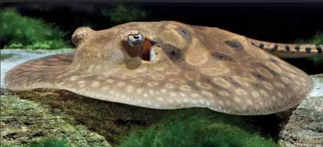 原生魟鱼,魟鱼原生态生活