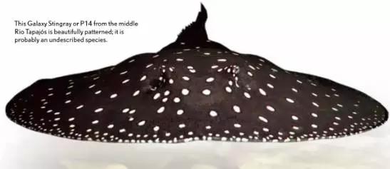 原生魟鱼,魟鱼原生