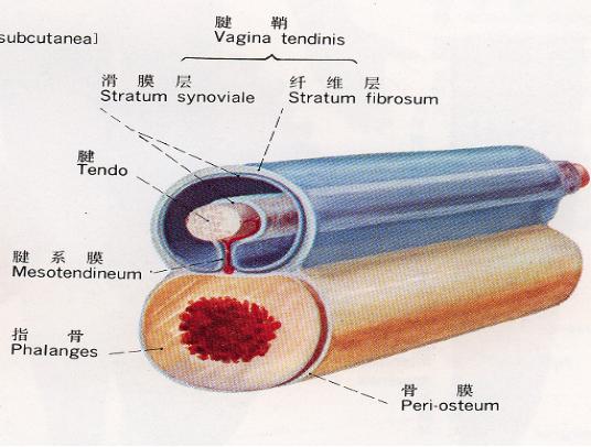 手指腱鞘炎怎么治,膏药能治腱鞘炎吗