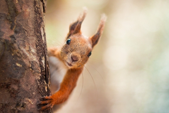 松子吃多了会反胃吗,松子吃多了可能会头晕
