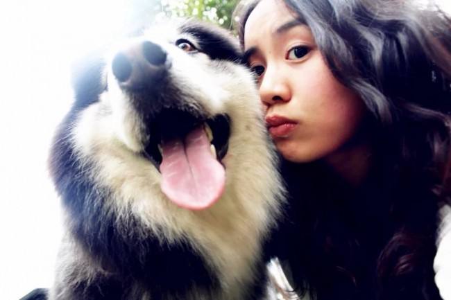 养好犬的人太不容易,为什么不建议新手养阿拉斯加犬