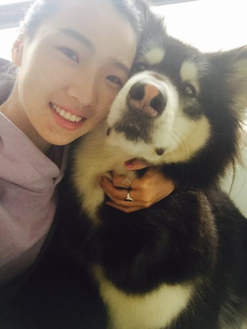 养好犬的人太不容易,为什么不建议新手养阿拉斯加犬