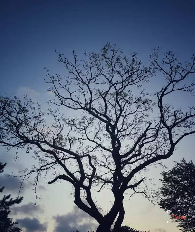 做一只治愈的猫,做一只快乐的柴犬