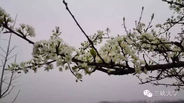 周末去三里街公园看花,周末游三凤山看桃花