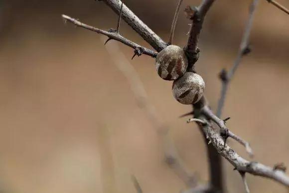 omg毛毛虫,omg吃虫子完整版
