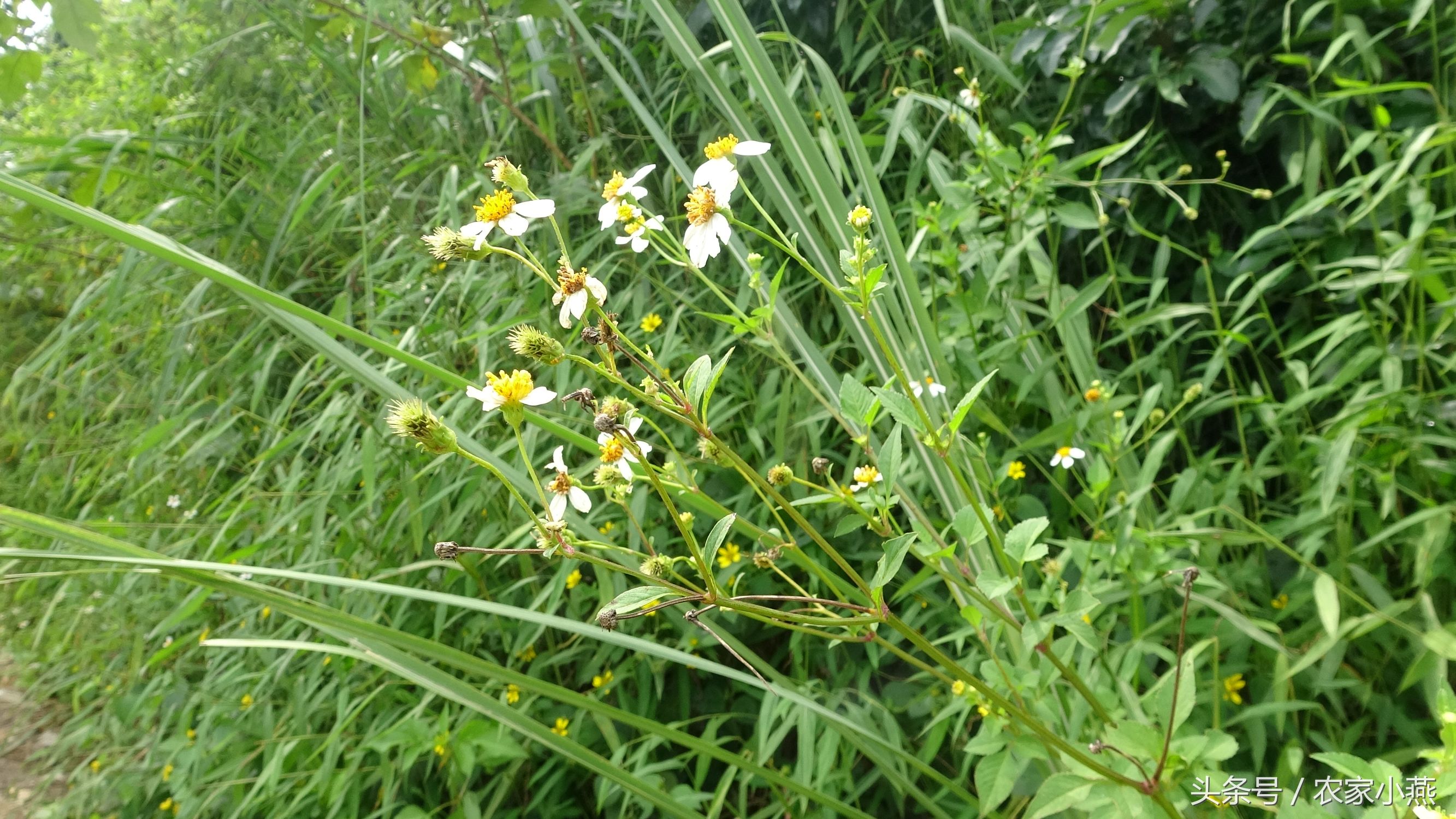 农村才有的野菜你认识几样,农村里的东西你认识吗
