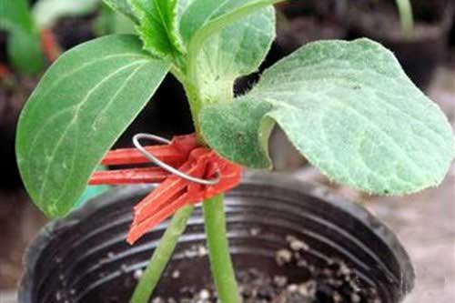 冬季大棚黄瓜要怎样预防冻害,冷棚黄瓜怎样预防倒春寒