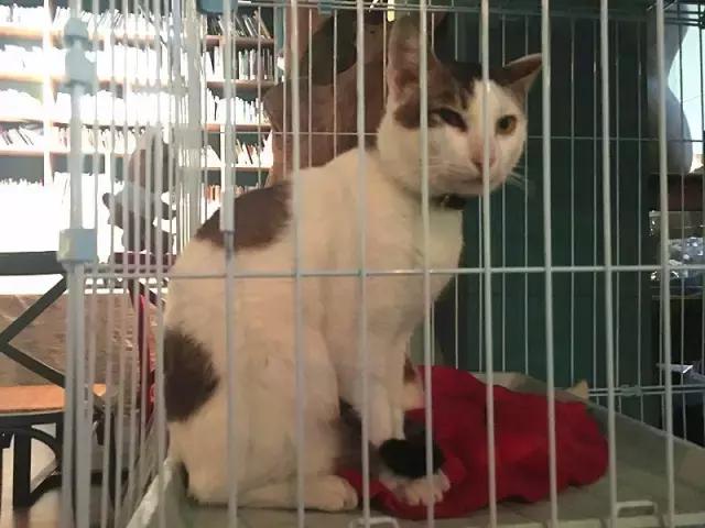 小洲玩点啥,小洲去哪玩了