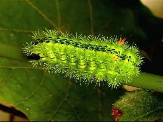 omg毛毛虫,omg吃虫子完整版