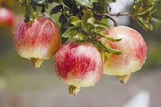 大家好，今天给大家介绍一下，这是风物君特别爱吃的——石榴