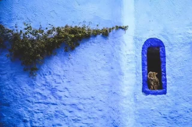 喵星人｜铲屎大大，发现一个超适合撸猫的地方……