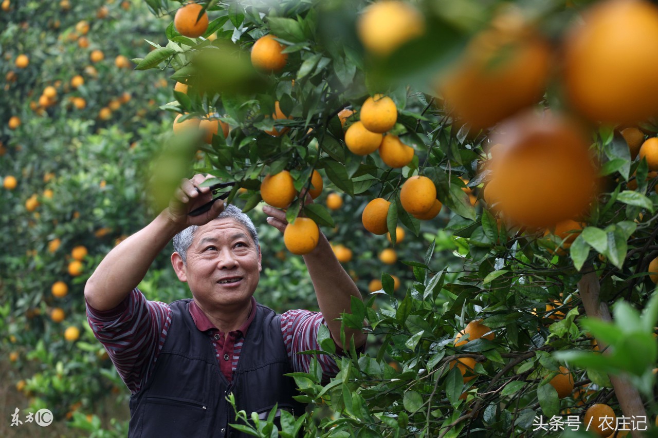 江苏这几处“农家乐园”能让你过足农村瘾？