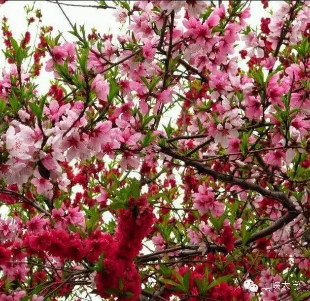 周末去三里街公园看花,周末游三凤山看桃花