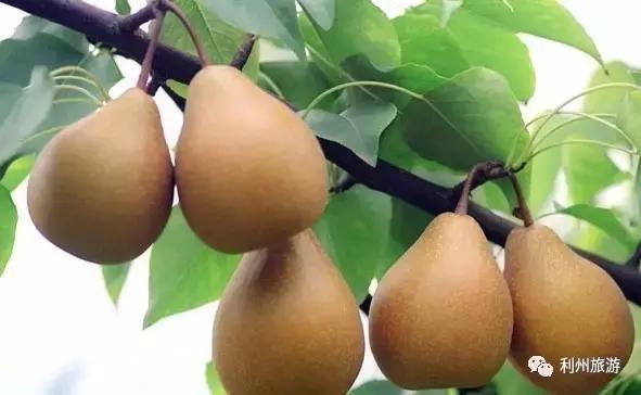 广元出发高铁到哪里好玩,广元高铁站离哪个旅游景点近