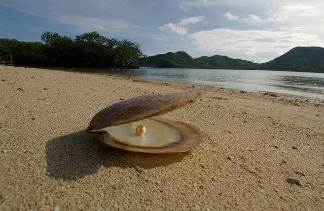 最贵的天然珍珠价格是多少钱,最贵天然珍珠