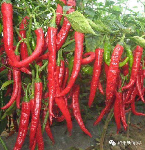 小松鼠可以吃什么食物,小松鼠可以吃什么