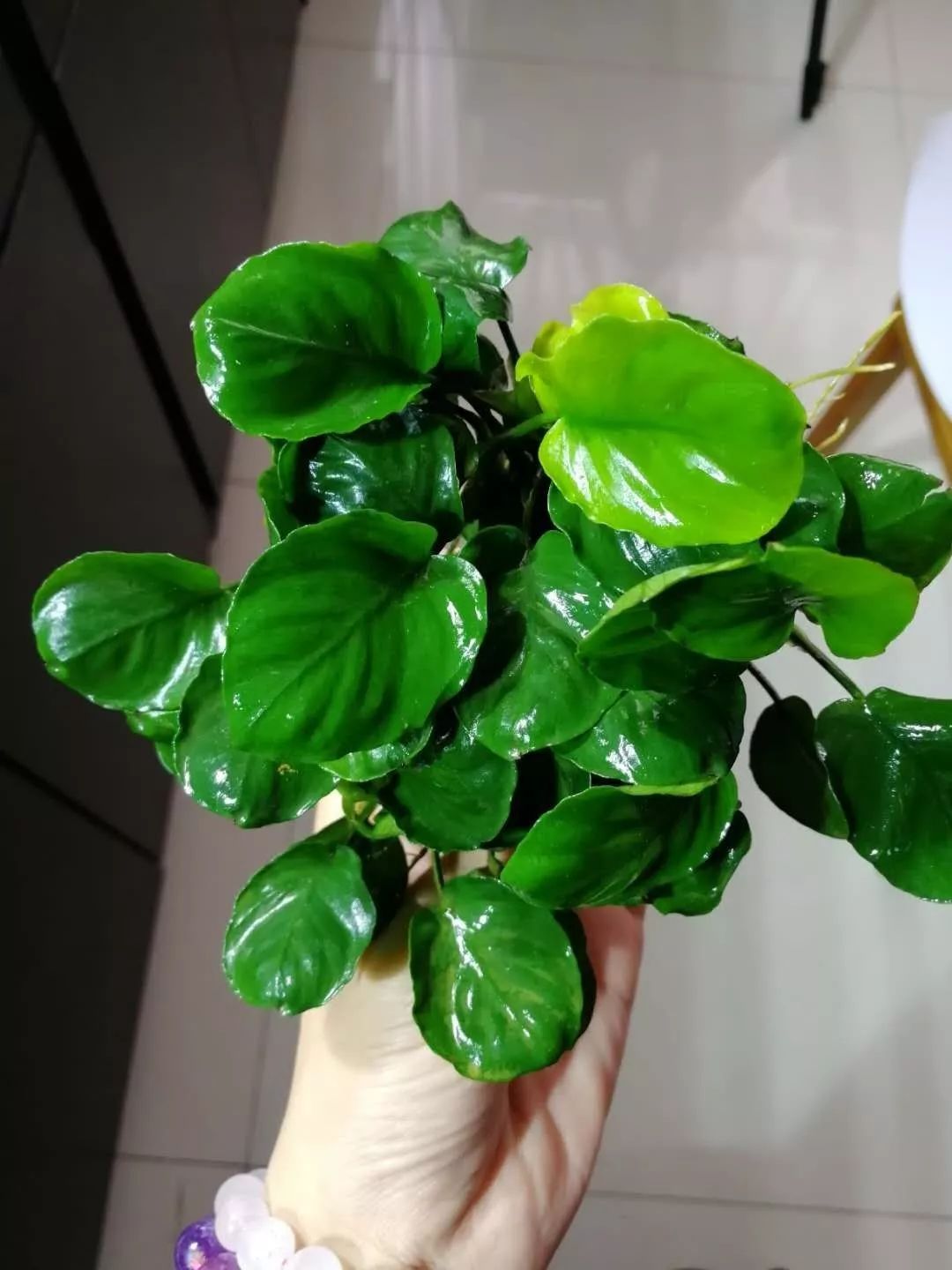 老王家的池塘视频,小型水榕水草推荐