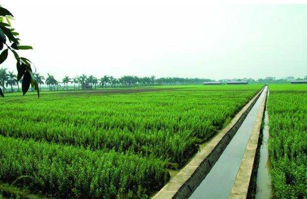 种地赚钱不用打工的方法,五十亩地种地怎么规划才能赚钱