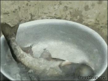 我家洗衣机坏了有修洗衣机的吗,洗衣机坏了感觉快爆炸