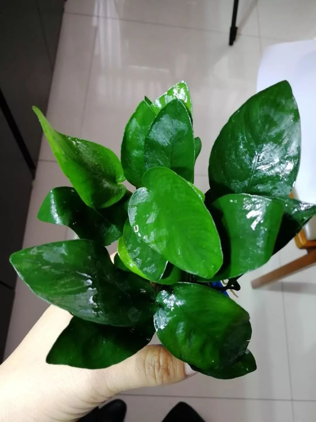 老王家的池塘视频,小型水榕水草推荐