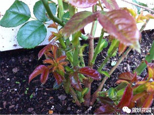 月季扦插苗和嫁接苗哪种好,买月季花是扦插苗好还是老桩好