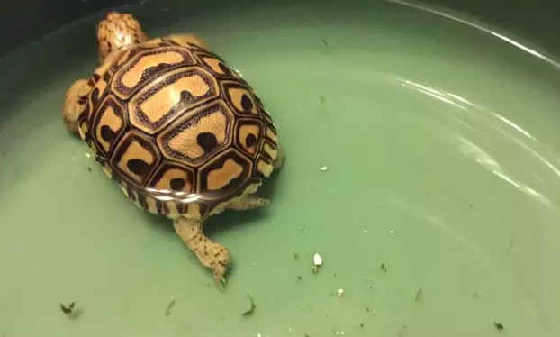 苏卡达陆龟拉屎臭怎么解决,陆龟粪便臭吗