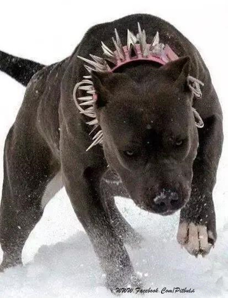 比特犬长大有多恐怖,真实的比特犬有多可怕