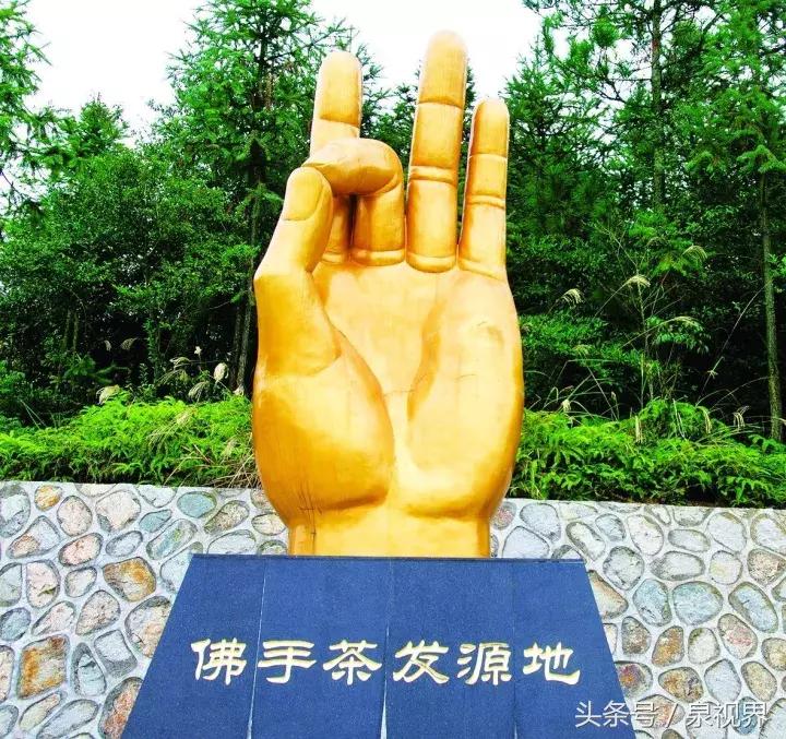 永春佛手茶大师,赞美永春佛手茶诗歌