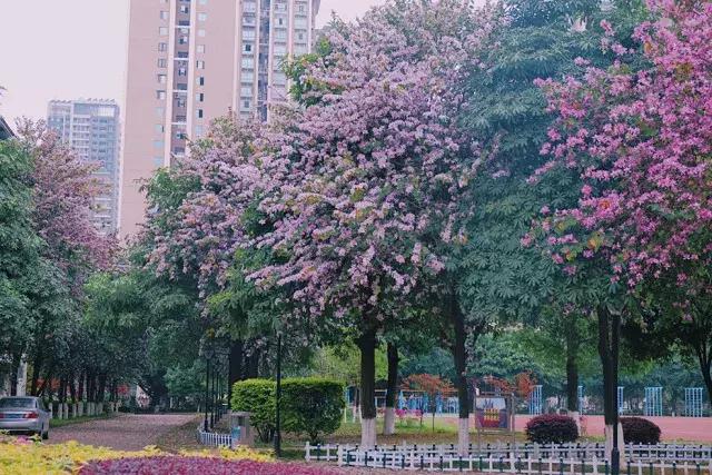 柳州市第十二中学分数线,柳州市第十二中学农志勋