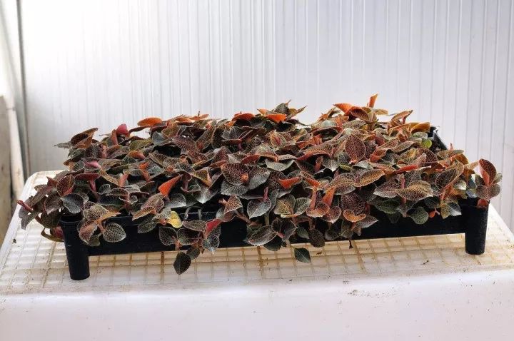 金线莲怎么养才是最好的,金线莲的养殖方法和注意事项