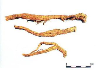 人参怎么挑选野山参,如何选择人参最好